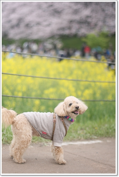 【幸手】桜まつり『権現堂公園』桜のトンネルと黄色い世界♪_c0311342_19571364.jpg