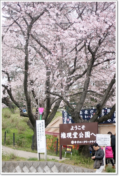 【幸手】桜まつり『権現堂公園』桜のトンネルと黄色い世界♪_c0311342_20143873.jpg