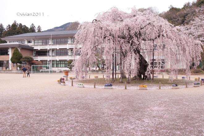 桜を愛でる 孝子桜(宇都宮)~錦鯉公園(鹿沼)~北真岡(真岡)~HONDA周辺(高根沢)_e0227942_21341692.jpg