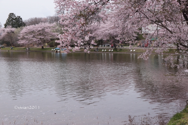 桜を愛でる 孝子桜(宇都宮)~錦鯉公園(鹿沼)~北真岡(真岡)~HONDA周辺(高根沢)_e0227942_21365714.jpg