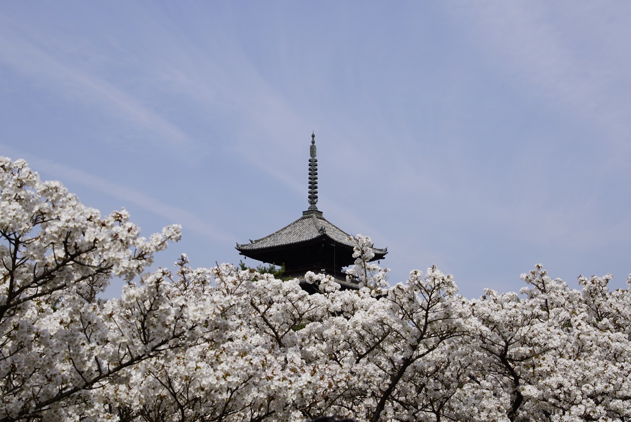 仁和寺の御室桜を愛でる_b0017844_09144481.jpg