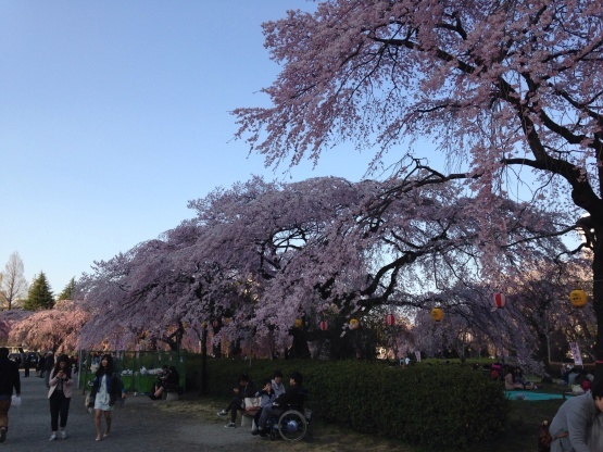 4月6日（水）桜便り_b0206845_16251841.jpg