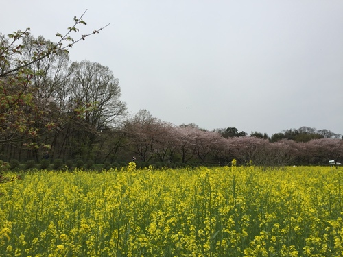 巾着田の菜の花まつり~_c0331145_1721322.jpg