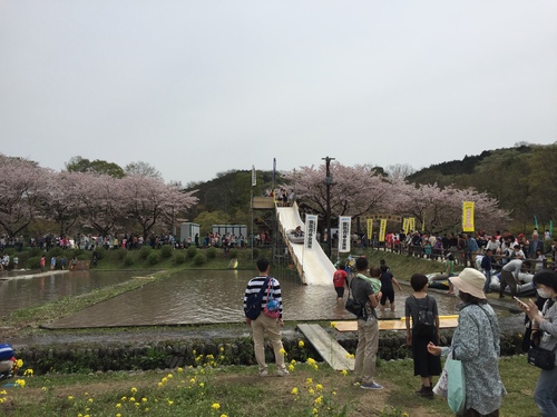 巾着田の菜の花まつり~_c0331145_1725944.jpg