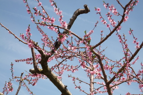 花見 山梨県中央市 山の神千本桜 Tommy先生の 世相を斬る 花見 山梨県中央市 山の神千本桜 Tommy先生の 世相を斬る