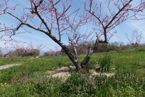 花見 山梨県中央市 山の神千本桜 Tommy先生の 世相を斬る 花見 山梨県中央市 山の神千本桜 Tommy先生の 世相を斬る