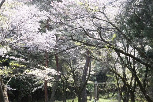 花見 山梨県中央市 山の神千本桜 Tommy先生の 世相を斬る 花見 山梨県中央市 山の神千本桜 Tommy先生の 世相を斬る