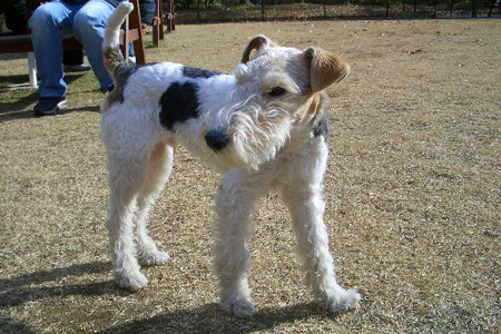 目つきが悪かった頃の愛犬_e0333647_14530751.jpg