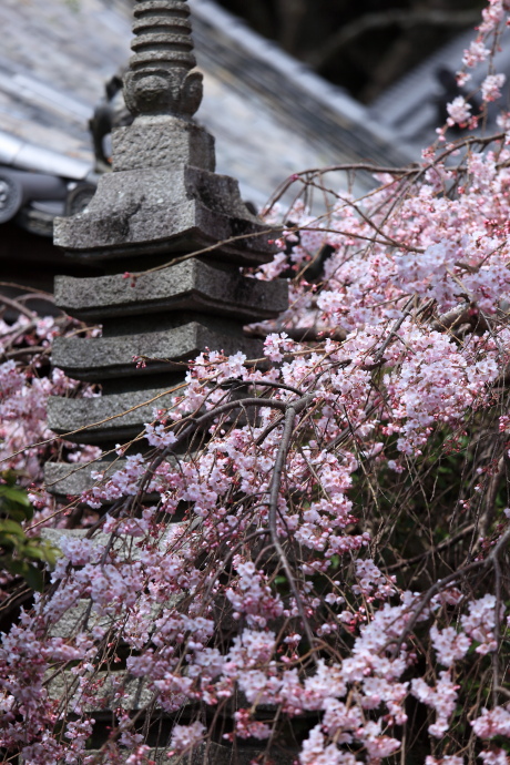 専称寺 桜 2016_a0176855_21421336.jpg