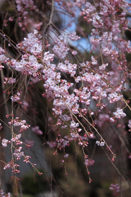 専称寺 桜 2016_a0176855_21422251.jpg