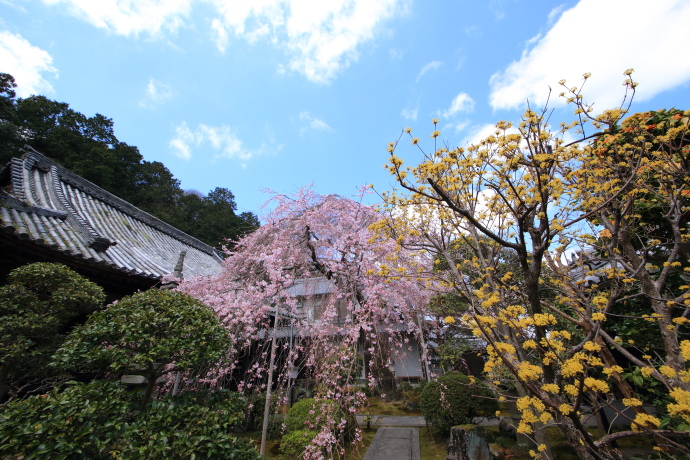 専称寺 桜 2016_a0176855_21425896.jpg