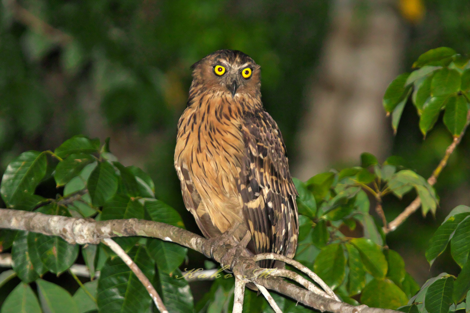 マレーウオミミズク Buffy Fish Owl ぼちぼち と 野鳥大好き O マレーウオミミズク Buffy Fish Owl ぼちぼち と 野鳥大好き O