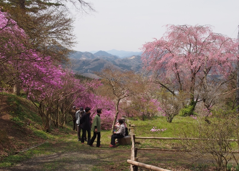 むらさきに染まる岩根山つつじ園　（　2016.４.８　）_b0335256_20151432.jpg