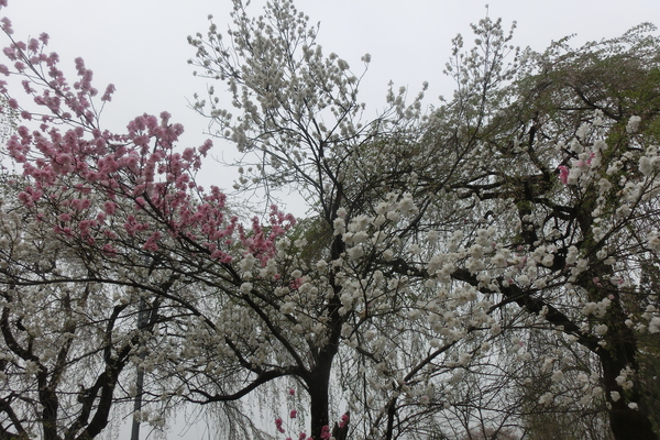 秩父青雲寺に枝垂桜を見に行って来ました。_c0234557_23255637.jpg