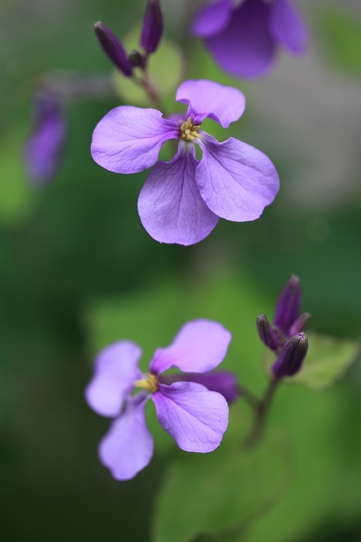 暇なので花の写真を撮りました_c0236857_15390729.jpg