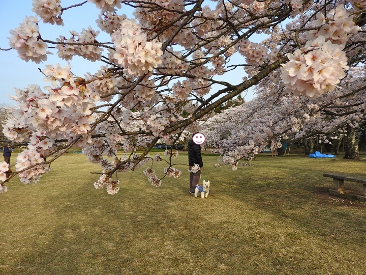 今年の「朝桜」_c0260460_07534836.jpg