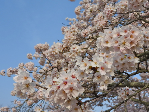 今年の「朝桜」_c0260460_07541769.jpg