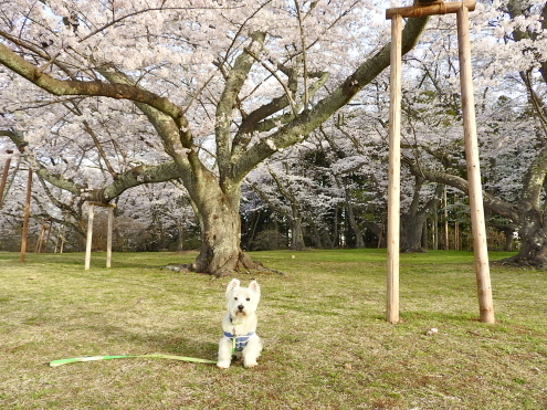 今年の「朝桜」_c0260460_07544064.jpg