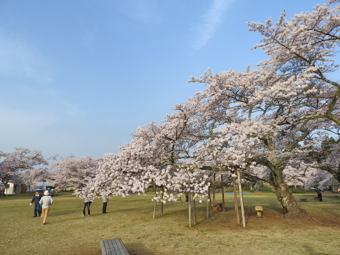今年の「朝桜」_c0260460_07545242.jpg