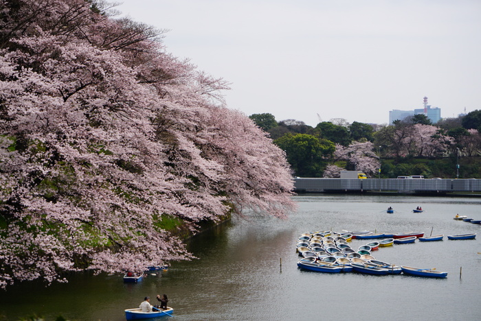 千鳥ヶ淵～お花見へ～♪　5_d0152261_22133259.jpg