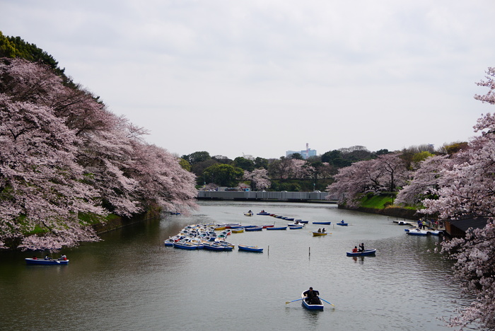 千鳥ヶ淵～お花見へ～♪　5_d0152261_22141696.jpg