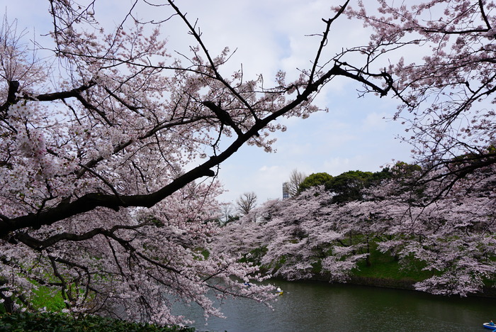 千鳥ヶ淵～お花見へ～♪　5_d0152261_22162160.jpg