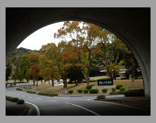 ’16,4,10(日)ブルーベリーヒルの桜と春真っ盛り!_f0060461_848678.jpg