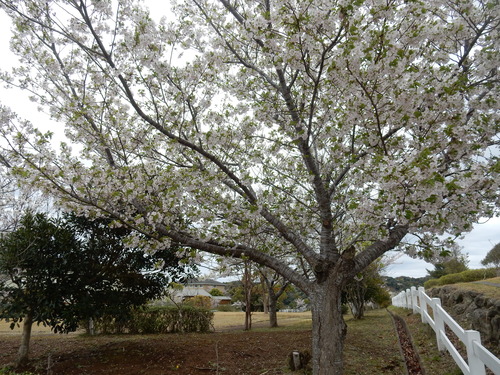 ’１６，４，１０（日）ブルーベリーヒルの桜と春真っ盛り！_f0060461_8523294.jpg
