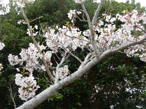 ’１６，４，１０（日）ブルーベリーヒルの桜と春真っ盛り！_f0060461_8535548.jpg