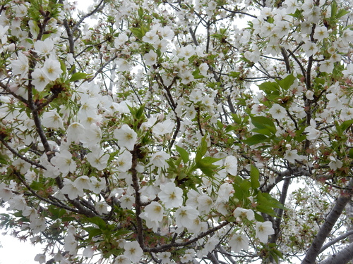 ’16,4,10(日)ブルーベリーヒルの桜と春真っ盛り!_f0060461_8543870.jpg