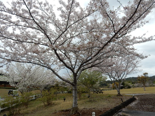 ’16,4,10(日)ブルーベリーヒルの桜と春真っ盛り!_f0060461_855493.jpg