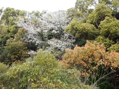 ’１６，４，１０（日）ブルーベリーヒルの桜と春真っ盛り！_f0060461_8565358.jpg