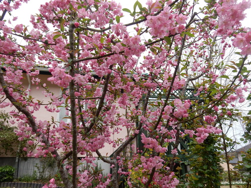’16,4,10(日)ブルーベリーヒルの桜と春真っ盛り!_f0060461_9165.jpg