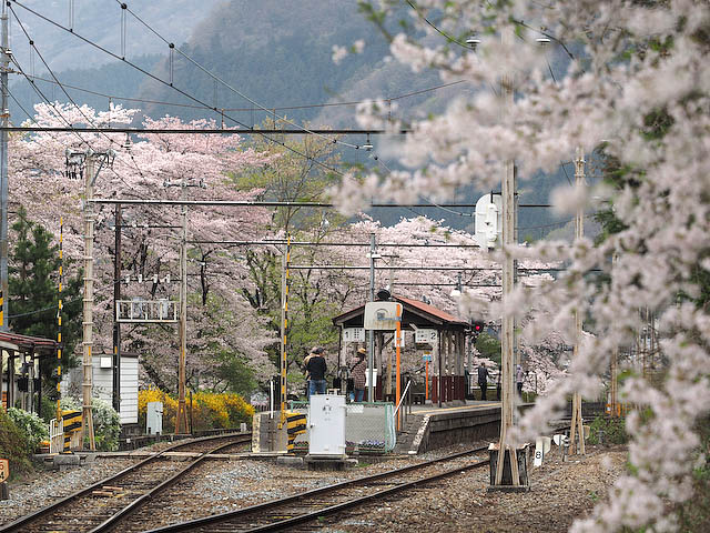 桜満開の武州日野駅_f0199866_20245042.jpg