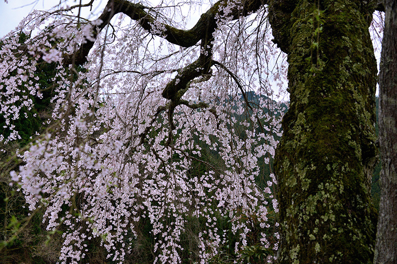 天益寺(てんやくじ)　枝垂れ桜_c0317868_13582141.jpg