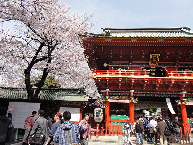 神田明神の桜 16 3 31 4 6 わが愛しのxxx