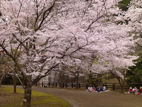 2016-03/31日　津久見・陳山の縦走_d0126573_10345156.jpg