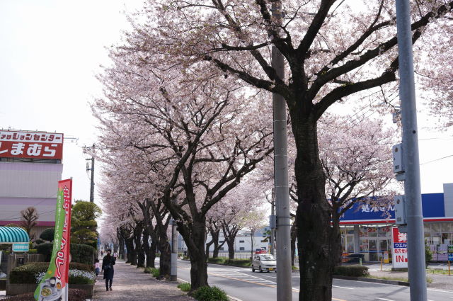 自転車で桜を見に出かけてみる_a0113874_943457.jpg