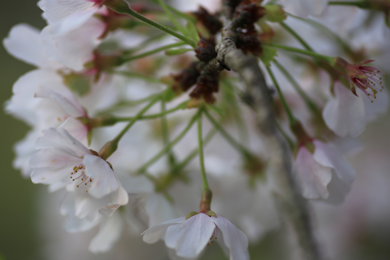 桜　夕暮れに_a0170378_23315755.jpg