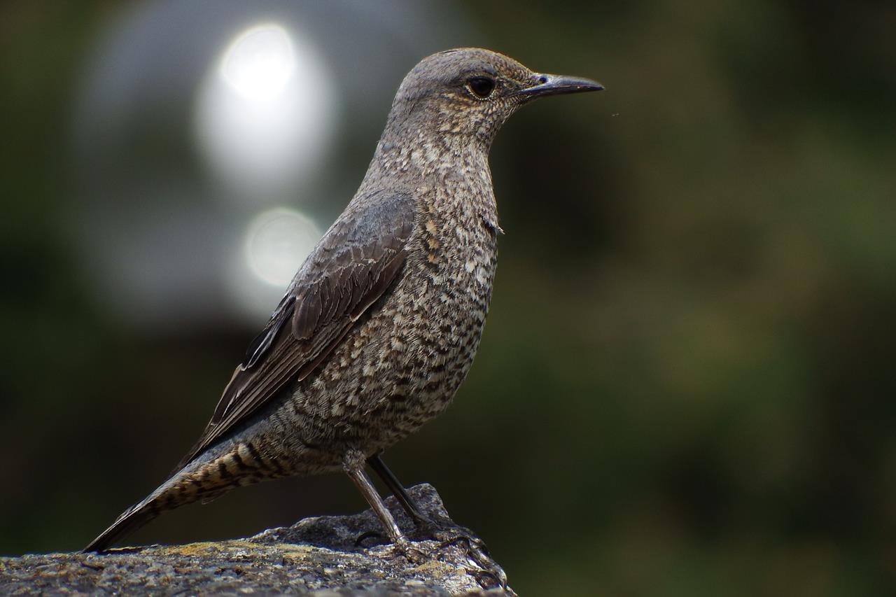 久しぶりの鳥見。_c0219278_7191289.jpg