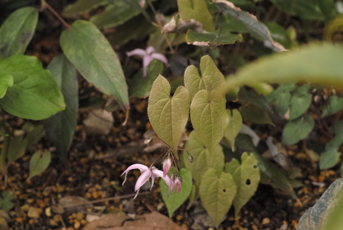 Epimedium cf. brachyrrhizum_a0194582_17203944.jpg