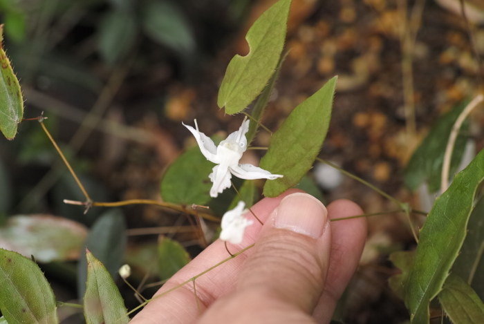 Epimedium ogisui_a0194582_17245026.jpg