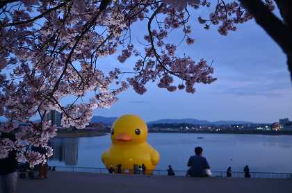 狭山池・さくらまつり夜桜　②_c0229483_21275612.jpg