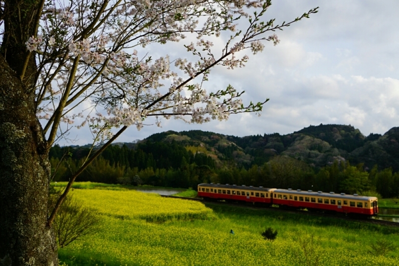 小湊鉄道、いすみ鉄道桜巡り(その４)_d0341483_21092814.jpg