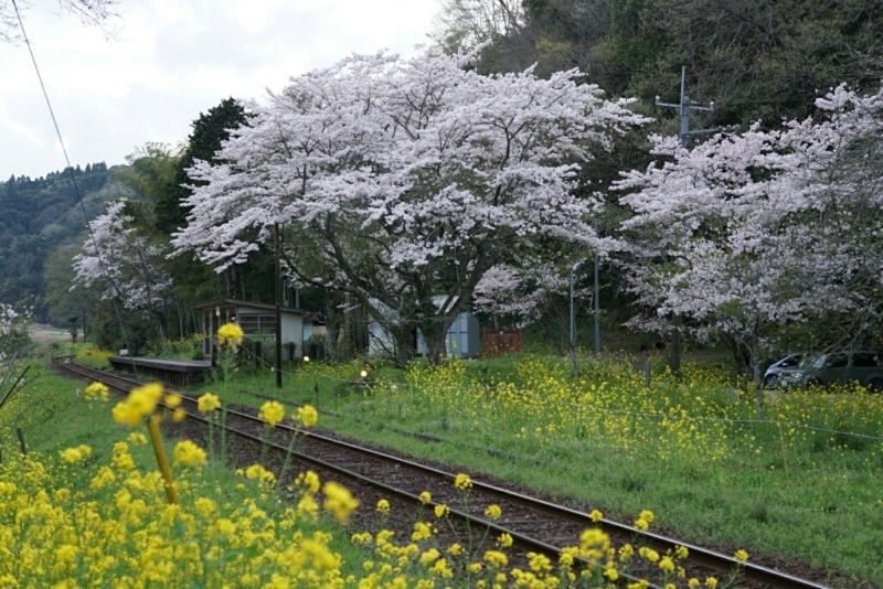 小湊鉄道、いすみ鉄道桜巡り(その４)_d0341483_21093559.jpg