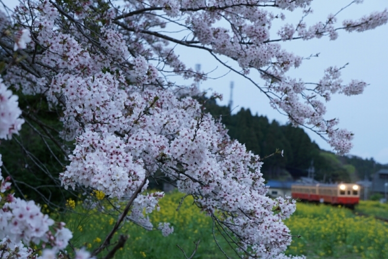 小湊鉄道、いすみ鉄道桜巡り(その４)_d0341483_21094179.jpg