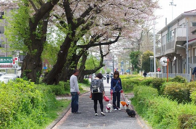 桜が長く咲いていますね_f0169884_14535872.jpg