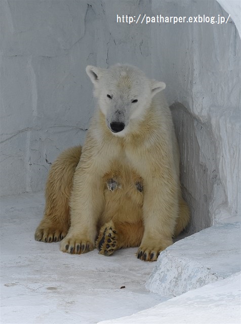 ２０１６年３月　天王寺動物園　その１　モモとバフィンさんのプール遊び_a0052986_01312.jpg