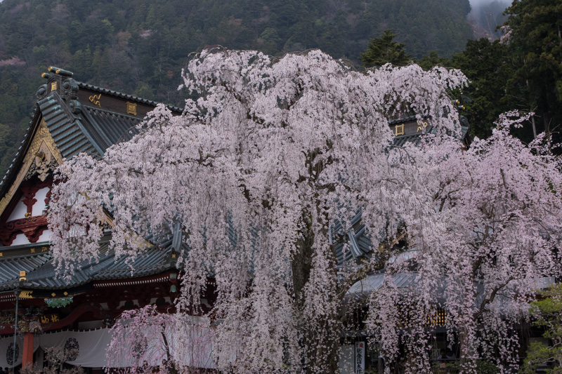 山梨県　桜の名所めぐり2_c0092386_19112037.jpg