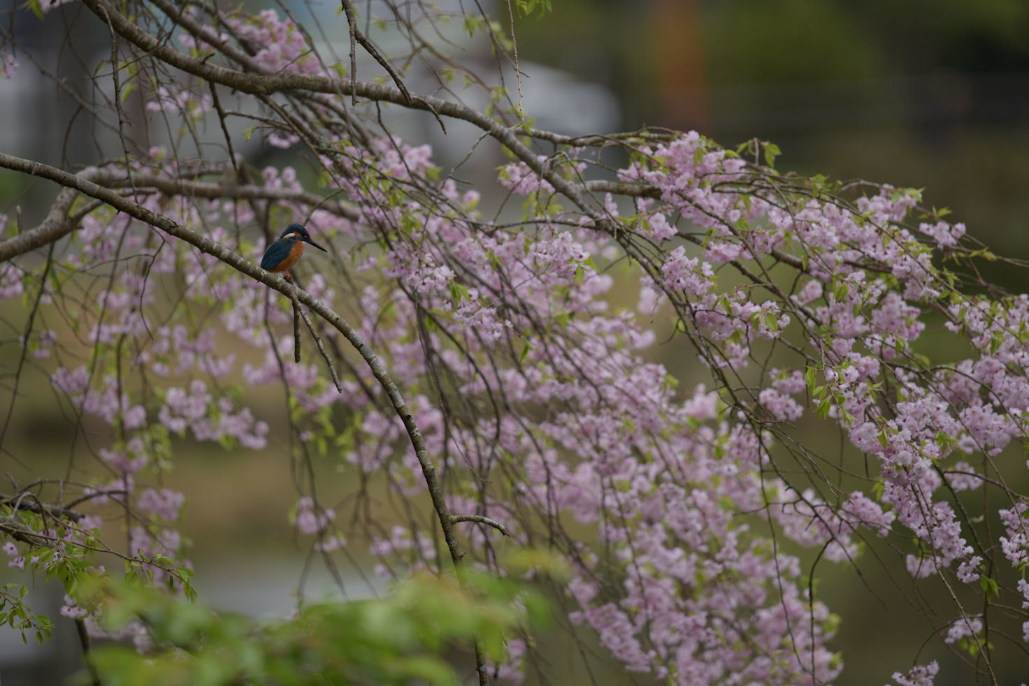 花見、無駄なあがき_c0260386_21232190.jpg